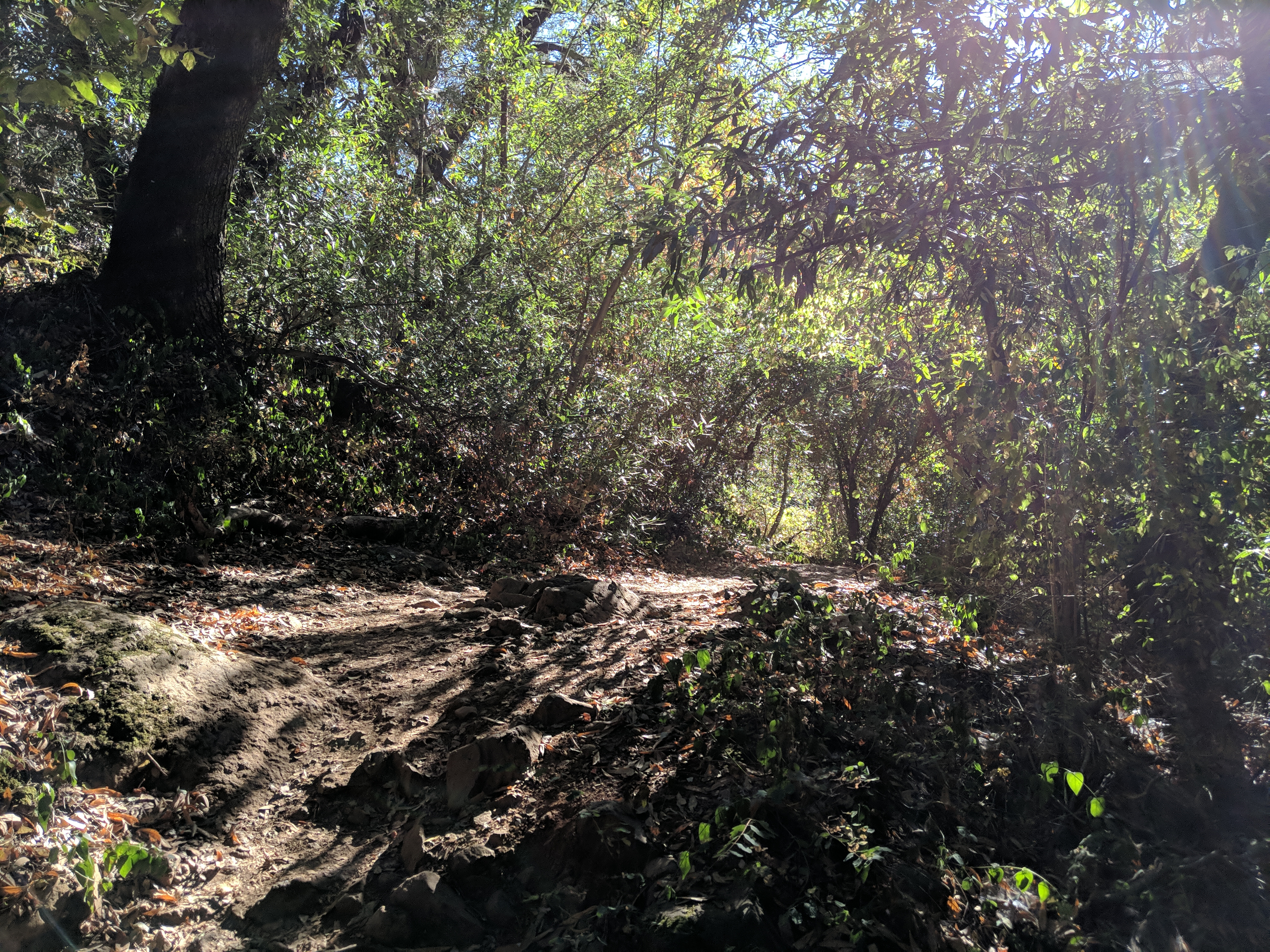 sunlit organic tunnel