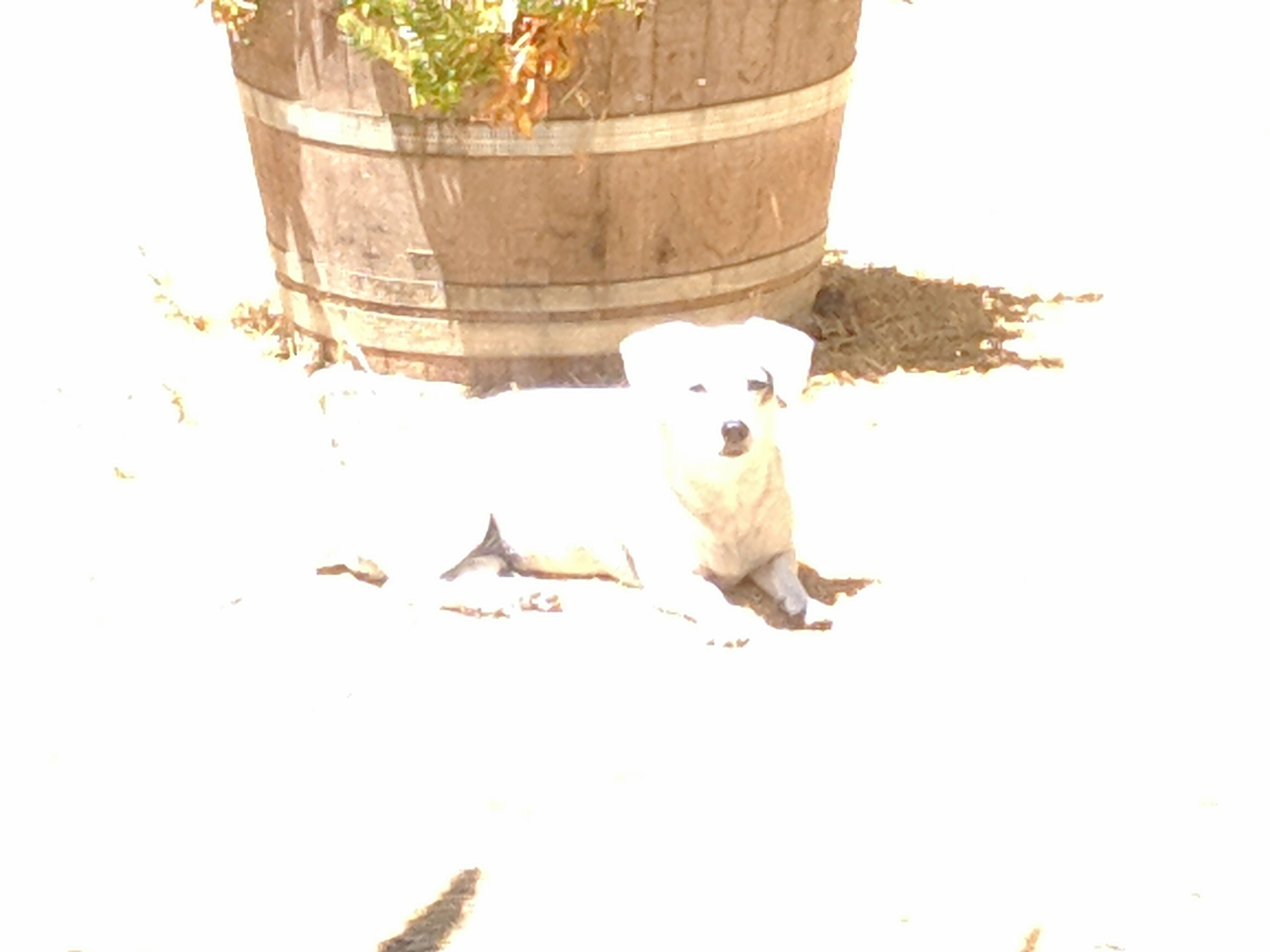 dog sunbathing