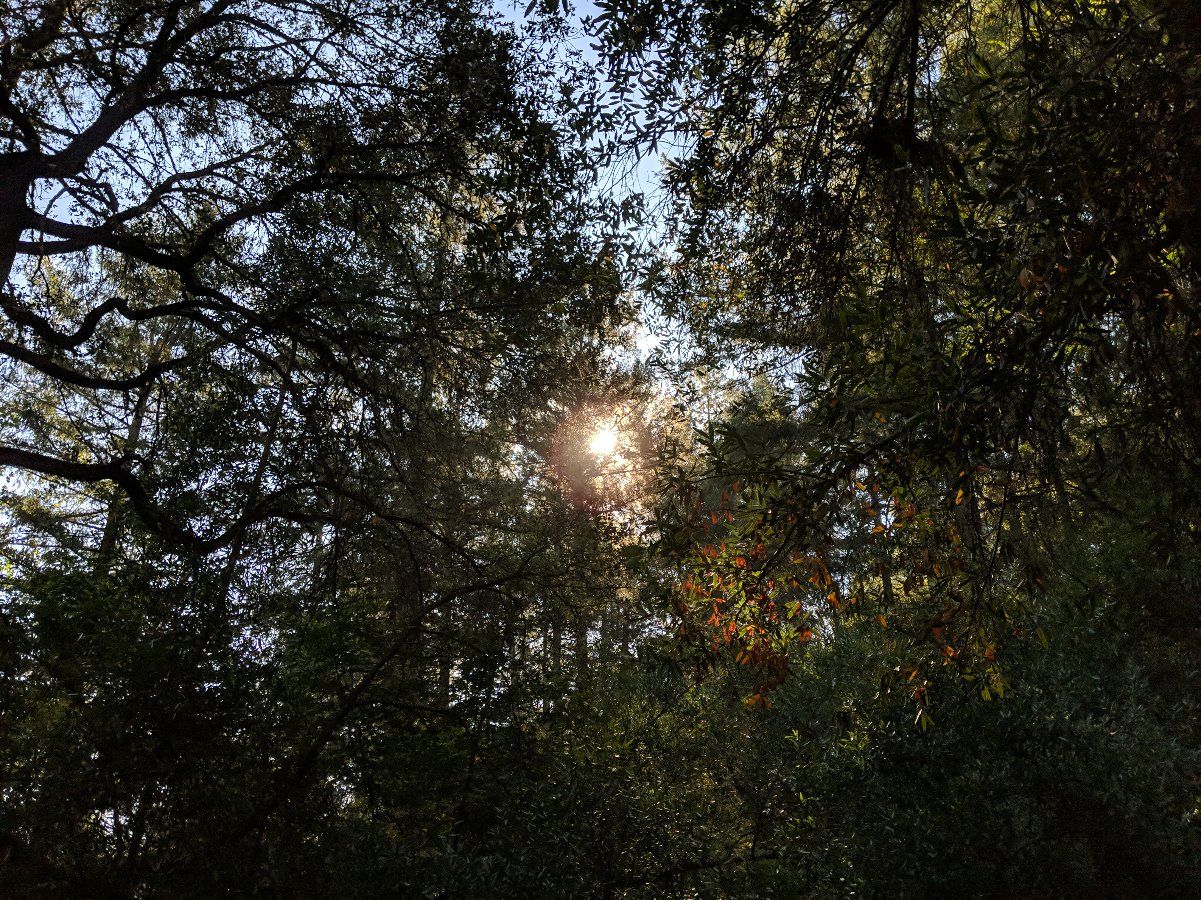 sun through the leaves